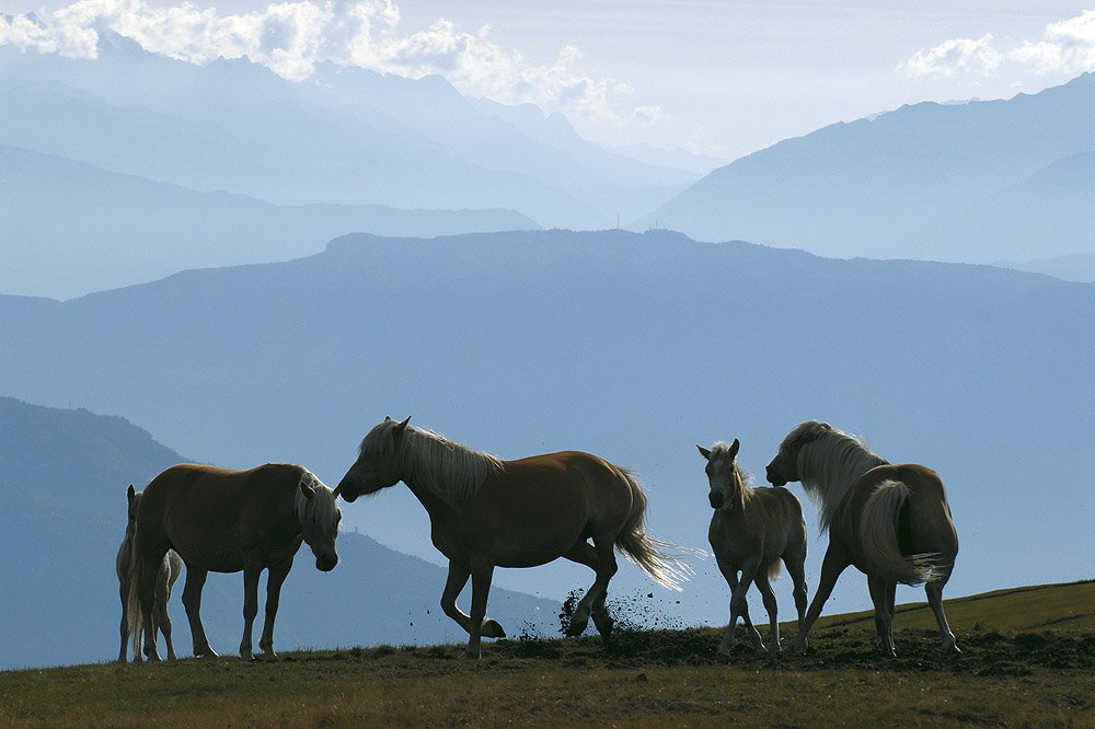 The homestead of the Haflinger horses